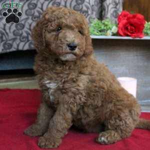 Kristopher, Mini Goldendoodle Puppy