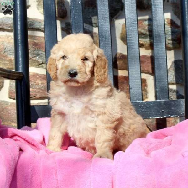 Lady, Goldendoodle Puppy