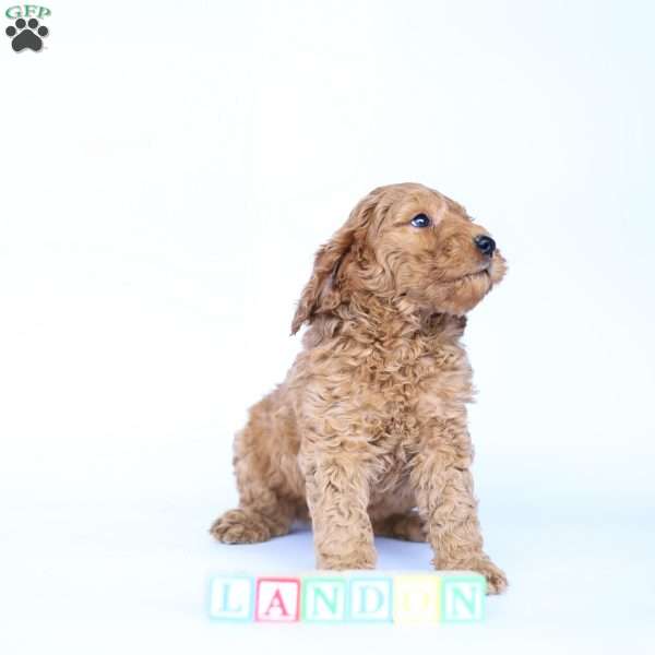 Landon, Goldendoodle Puppy