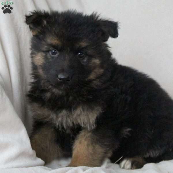 Lassy, German Shepherd Puppy