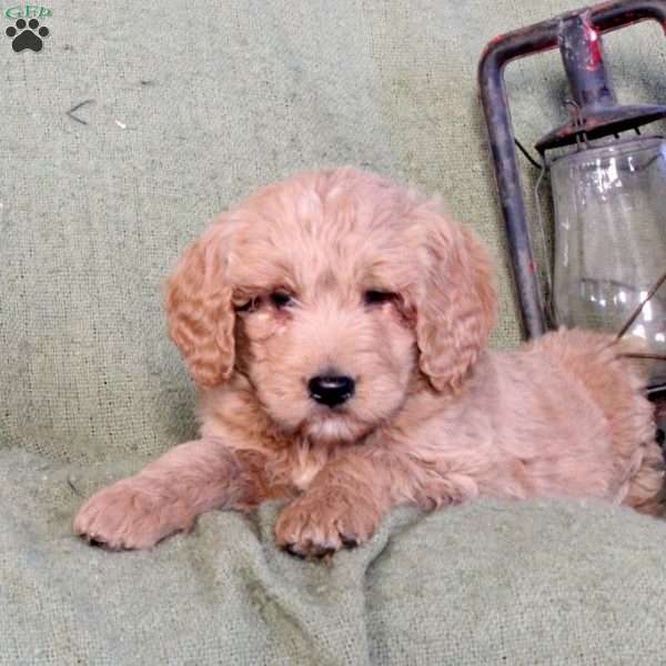 Lenny, Goldendoodle Puppy