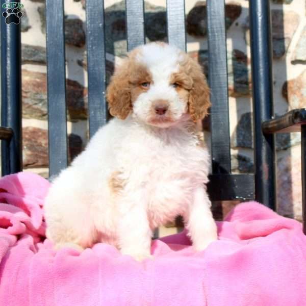 Leo, Goldendoodle Puppy