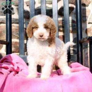Leo, Goldendoodle Puppy