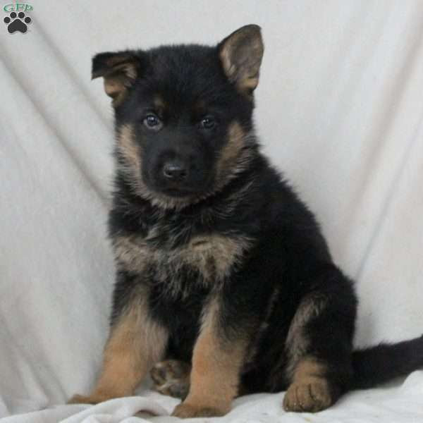 Lewis, German Shepherd Puppy