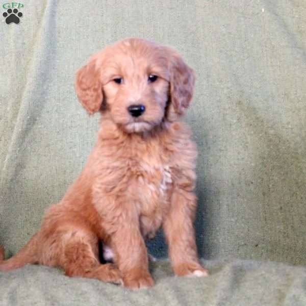 Liam, Goldendoodle Puppy