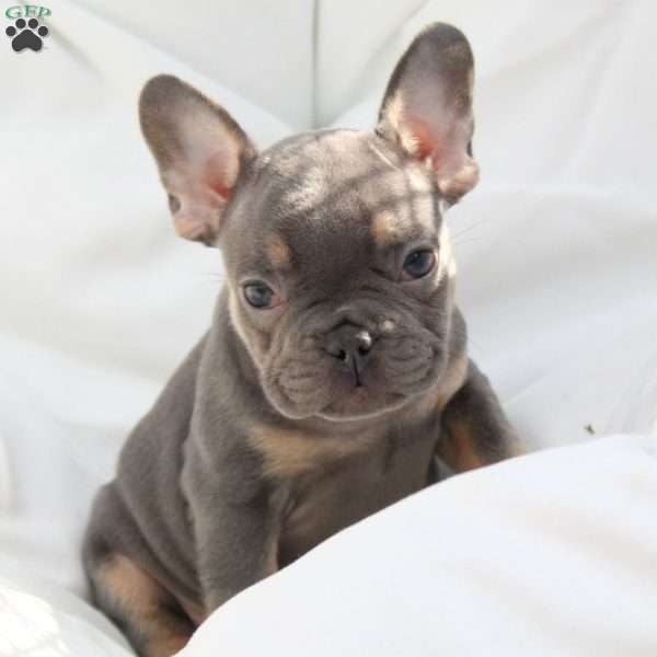 Lil Bane, French Bulldog Puppy