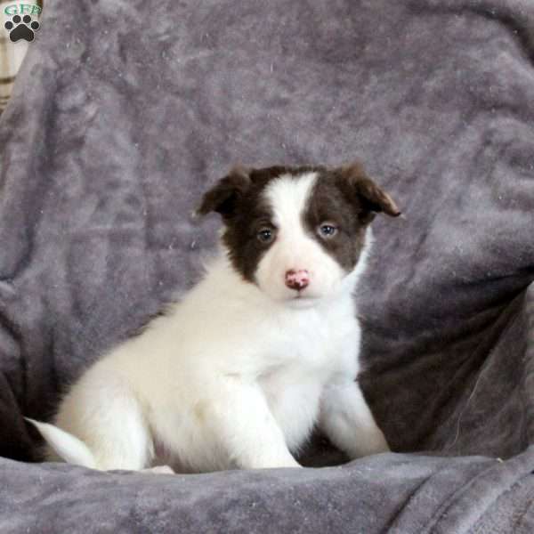 Lily, Border Collie Puppy