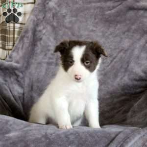 Lily, Border Collie Puppy