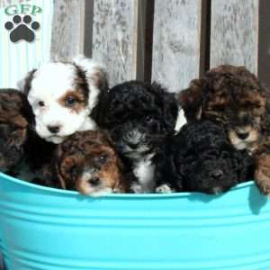 Tippy, Miniature Poodle Puppy