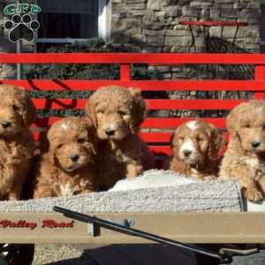 Molly, Goldendoodle Puppy