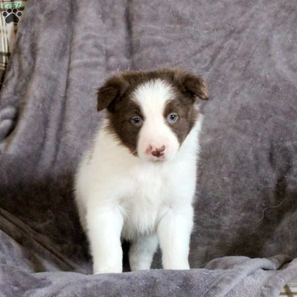 Loki, Border Collie Puppy