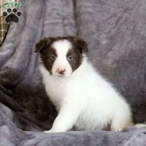 Loki, Border Collie Puppy