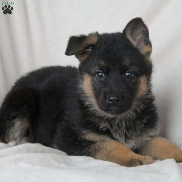Lola, German Shepherd Puppy