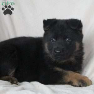 Lucy, German Shepherd Puppy