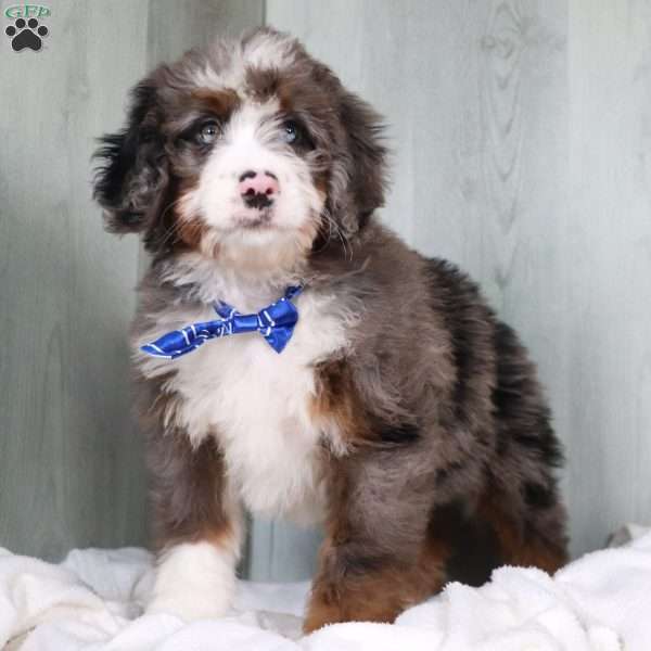 Ronnie, Bernedoodle Puppy