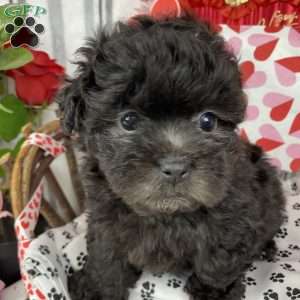 Maddie, Lhasa-Poo Puppy