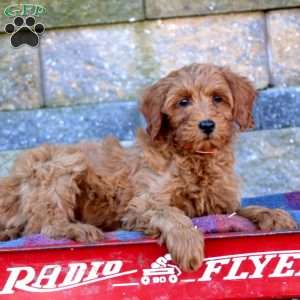 Malachi-F1B, Mini Goldendoodle Puppy