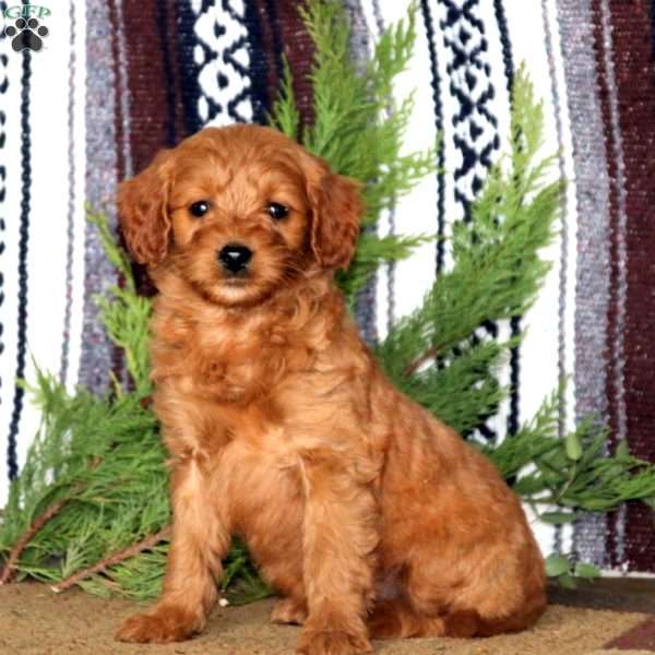 Malena-F1B, Mini Goldendoodle Puppy