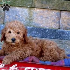 Marcus-F1B, Mini Goldendoodle Puppy