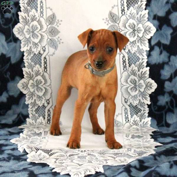 Marshall, Miniature Pinscher Puppy