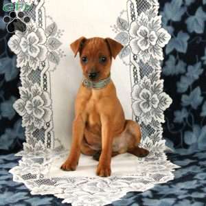 Marshall, Miniature Pinscher Puppy