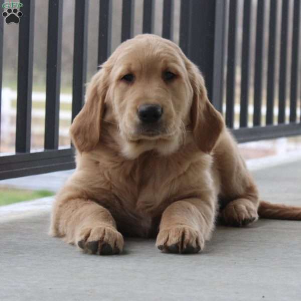 Matty, Golden Retriever Puppy