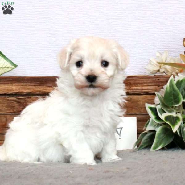 Max, Maltichon Puppy