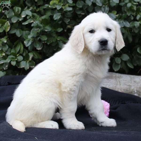 Meredith, English Cream Golden Retriever Puppy