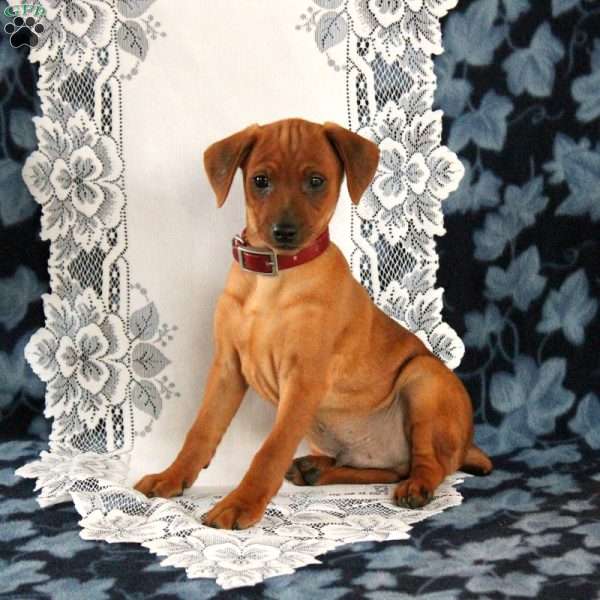 Mickey, Miniature Pinscher Puppy