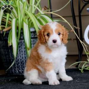 Mickey, Cavapoo Puppy