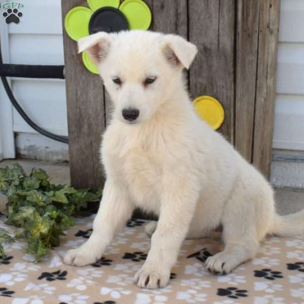 Missy, German Shepherd Puppy