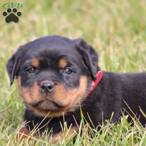 a Rottweiler puppy named Tina