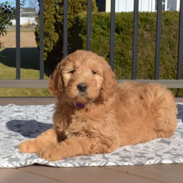 Molly, Goldendoodle Puppy