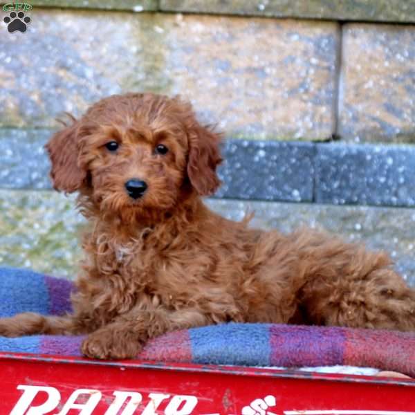 Molly-F1B, Mini Goldendoodle Puppy