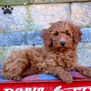 Molly-F1B, Mini Goldendoodle Puppy