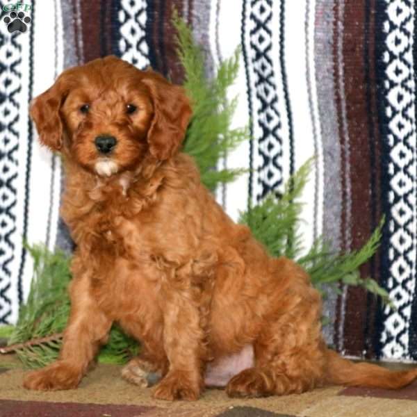 Moses-F1B, Mini Goldendoodle Puppy