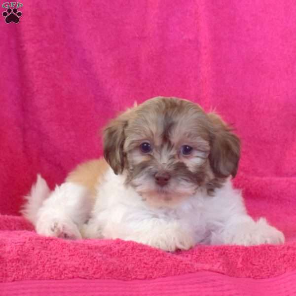 Nala, Shih-Poo Puppy