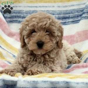 Natasha, Mini Goldendoodle Puppy