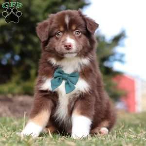 Newman, Australian Shepherd Puppy