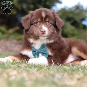 Newman, Australian Shepherd Puppy