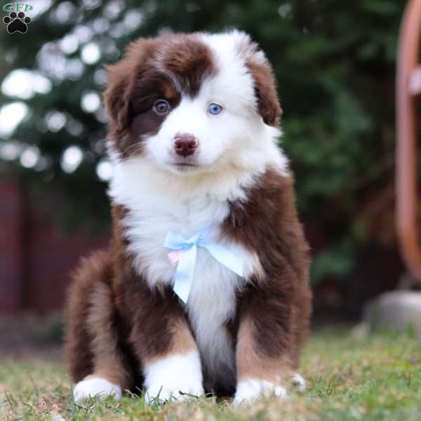 Nickel, Australian Shepherd Puppy