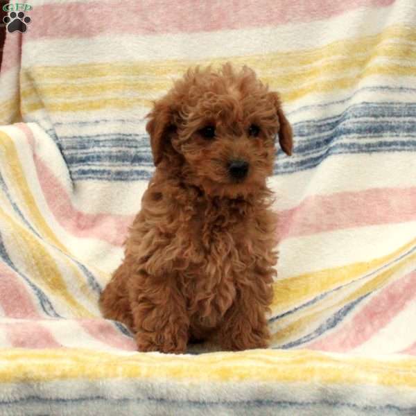 Noble, Mini Goldendoodle Puppy