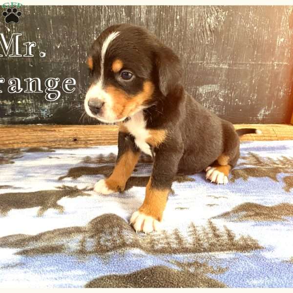 Mr. Orange, Greater Swiss Mountain Dog Puppy