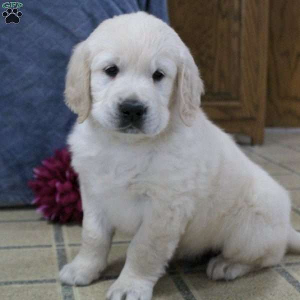 Oscar, English Cream Golden Retriever Puppy
