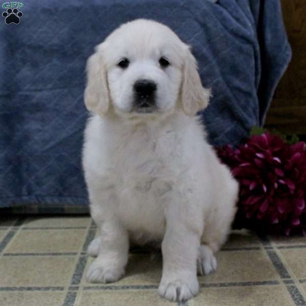 Oswald, English Cream Golden Retriever Puppy