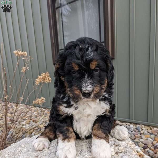 Zuma, Bernedoodle Puppy
