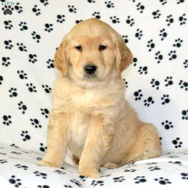 Parker, Golden Retriever Puppy