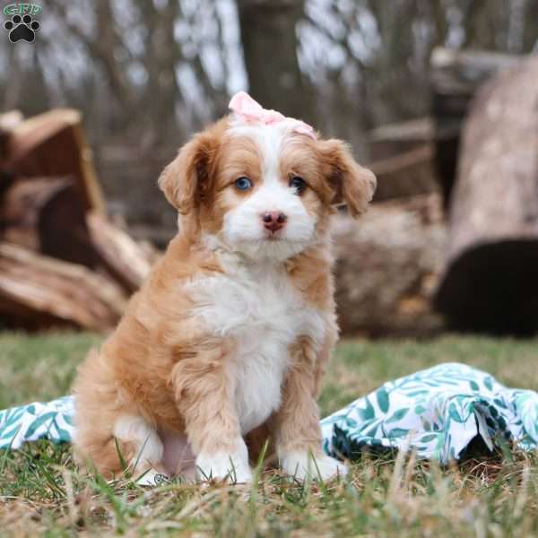 Patty, Miniature Aussiedoodle Puppy