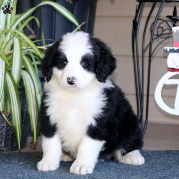 Peggy, Bernedoodle Puppy