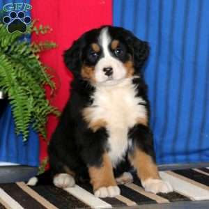 Peggy, Bernese Mountain Dog Puppy